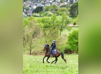 Hannoveraner, Stute, 13 Jahre, 165 cm, Schwarzbrauner