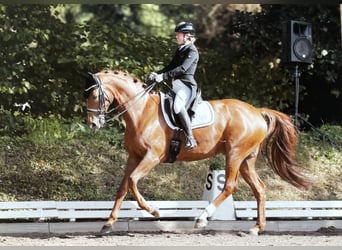 Hannoveraner, Stute, 13 Jahre, 166 cm, Fuchs