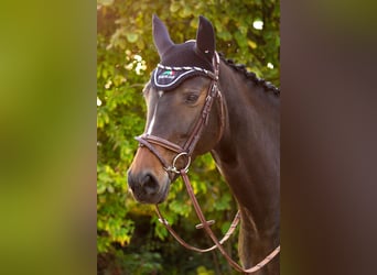 Hannoveraner, Stute, 13 Jahre, 167 cm, Dunkelbrauner