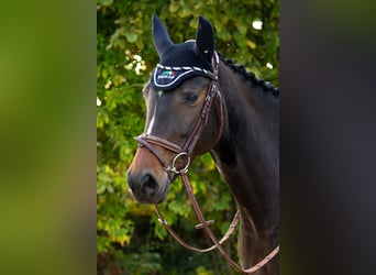 Hannoveraner, Stute, 13 Jahre, 167 cm, Dunkelbrauner