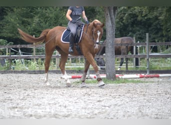 Hannoveraner, Stute, 13 Jahre, 167 cm, Fuchs
