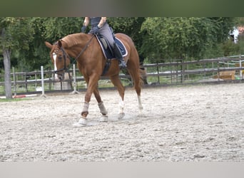 Hannoveraner, Stute, 13 Jahre, 167 cm, Fuchs