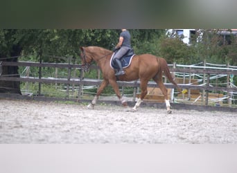 Hannoveraner, Stute, 13 Jahre, 167 cm, Fuchs