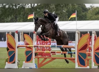 Hannoveraner, Stute, 13 Jahre, 167 cm, Rappe