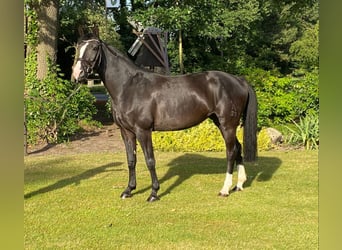 Hannoveraner, Stute, 13 Jahre, 167 cm, Rappe