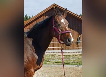 Hannoveraner, Stute, 13 Jahre, 168 cm, Brauner