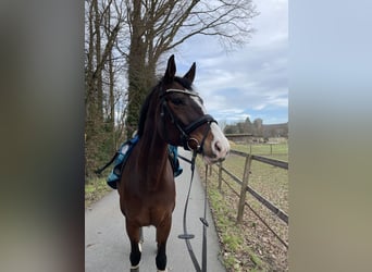 Hannoveraner, Stute, 13 Jahre, 168 cm, Brauner