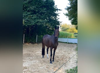 Hannoveraner, Stute, 13 Jahre, 168 cm, Brauner