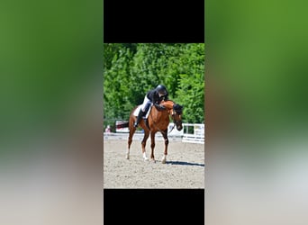 Hannoveraner, Stute, 13 Jahre, 168 cm