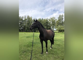 Hannoveraner, Stute, 13 Jahre, 168 cm, Dunkelbrauner
