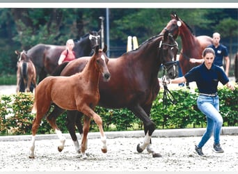 Hannoveraner, Stute, 13 Jahre, 168 cm, Dunkelfuchs