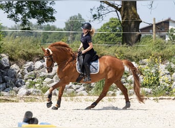 Hannoveraner, Stute, 13 Jahre, 168 cm, Fuchs