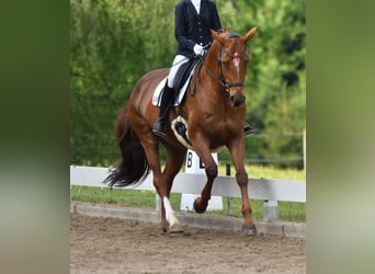 Hannoveraner, Stute, 13 Jahre, 168 cm, Fuchs