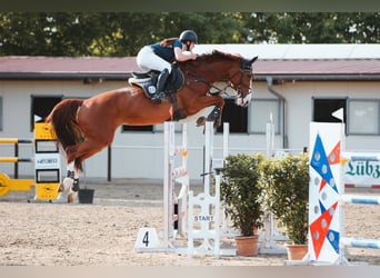 Hannoveraner, Stute, 13 Jahre, 168 cm, Fuchs