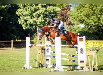 Hannoveraner, Stute, 13 Jahre, 168 cm, Fuchs