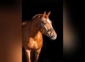 Hannoveraner, Stute, 13 Jahre, 168 cm, Fuchs