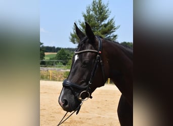 Hannoveraner, Stute, 13 Jahre, 168 cm, Rappe