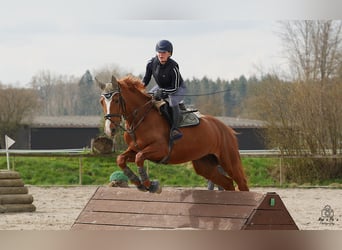 Hannoveraner, Stute, 13 Jahre, 168 cm, Rotfuchs