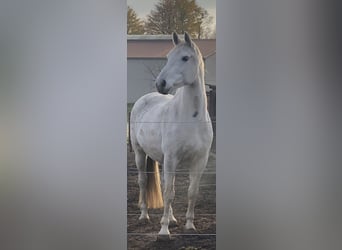 Hannoveraner, Stute, 13 Jahre, 168 cm, Schimmel