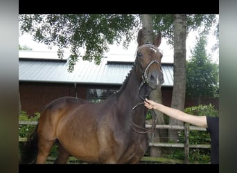 Hannoveraner, Stute, 13 Jahre, 169 cm, Dunkelbrauner