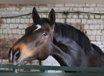 Hannoveraner, Stute, 13 Jahre, 169 cm, Dunkelbrauner