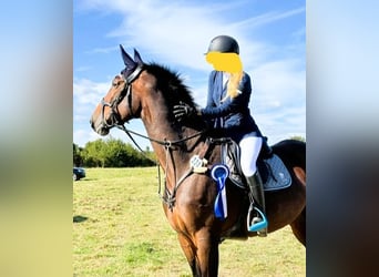 Hannoveraner, Stute, 13 Jahre, 169 cm, Dunkelbrauner