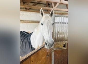 Hannoveraner, Stute, 13 Jahre, 169 cm, Schimmel