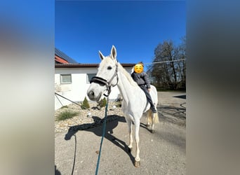 Hannoveraner, Stute, 13 Jahre, 169 cm, Schimmel