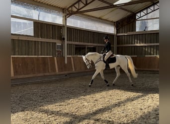 Hannoveraner, Stute, 13 Jahre, 169 cm, Schimmel