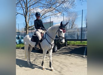 Hannoveraner, Stute, 13 Jahre, 169 cm, Schimmel