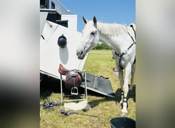 Hannoveraner, Stute, 13 Jahre, 169 cm, Schimmel