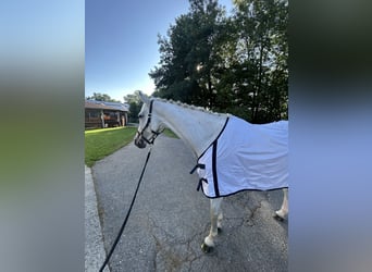 Hannoveraner, Stute, 13 Jahre, 169 cm, Schimmel