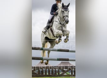 Hannoveraner, Stute, 13 Jahre, 169 cm, Schimmel