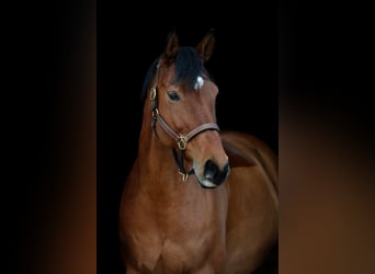 Hannoveraner, Stute, 13 Jahre, 170 cm, Brauner