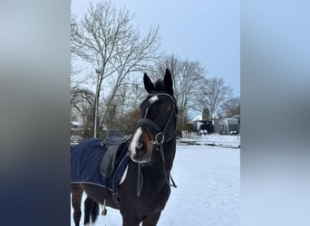 Hannoveraner, Stute, 13 Jahre, 170 cm, Dunkelbrauner