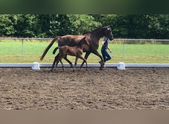 Hannoveraner, Stute, 13 Jahre, 170 cm, Dunkelfuchs