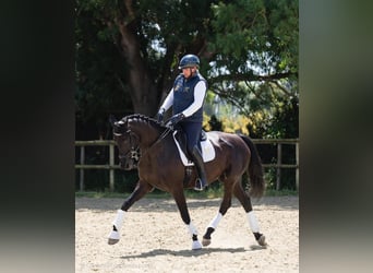 Hannoveraner, Stute, 13 Jahre, 170 cm, Rappe