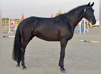 Hannoveraner, Stute, 13 Jahre, 170 cm, Rappe