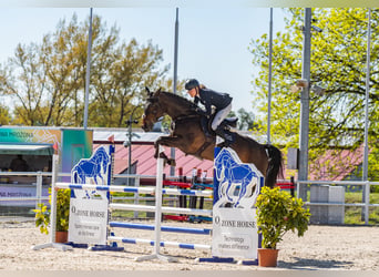 Hannoveraner, Stute, 13 Jahre, 170 cm, Schwarzbrauner