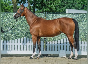 Hannoveraner, Stute, 13 Jahre, 171 cm, Brauner