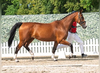 Hannoveraner, Stute, 13 Jahre, 171 cm, Brauner