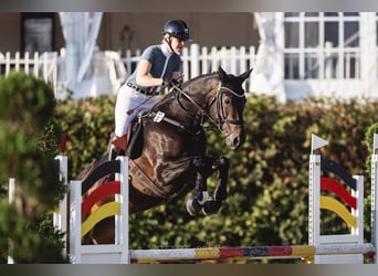 Hannoveraner, Stute, 13 Jahre, 171 cm, Schwarzbrauner