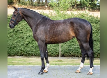 Hannoveraner, Stute, 13 Jahre, 171 cm, Schwarzbrauner
