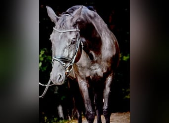 Hannoveraner, Stute, 13 Jahre, 172 cm