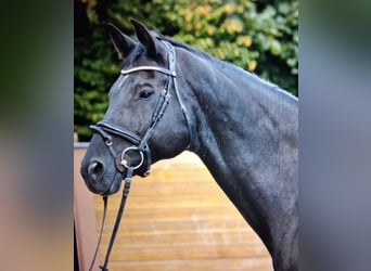 Hannoveraner, Stute, 13 Jahre, 172 cm