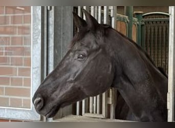 Hannoveraner, Stute, 13 Jahre, 172 cm