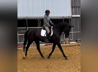 Hannoveraner, Stute, 13 Jahre, 172 cm