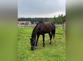 Hannoveraner, Stute, 13 Jahre, 172 cm