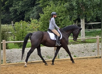 Hannoveraner, Stute, 13 Jahre, 172 cm