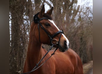 Hannoveraner, Stute, 13 Jahre, 172 cm, Hellbrauner